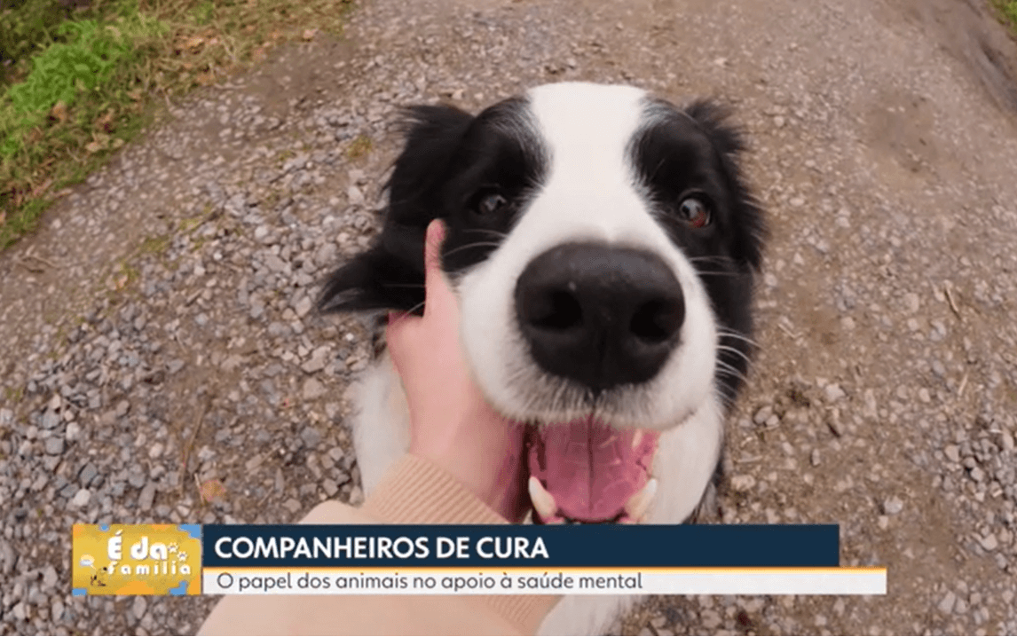 Pets e saúde mental: entenda os benefícios da conexão com animais