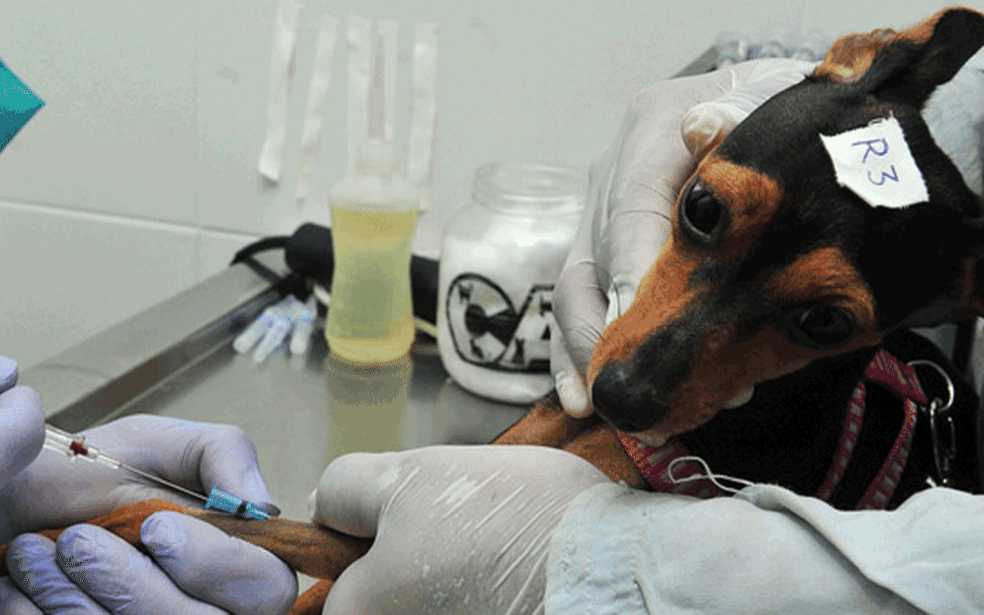 Castração animal gratuita: programa oferece 430 vagas