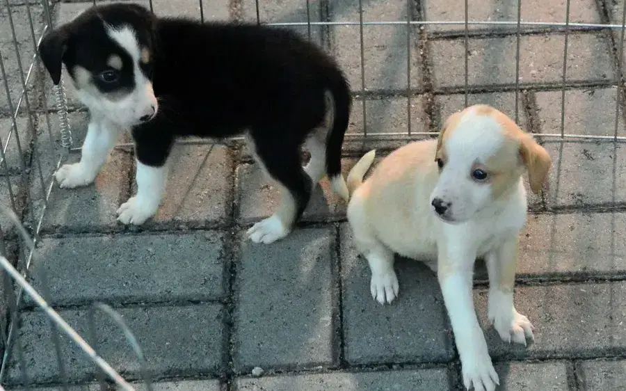 Samu Pet: saiba como funciona o serviço em João Pessoa