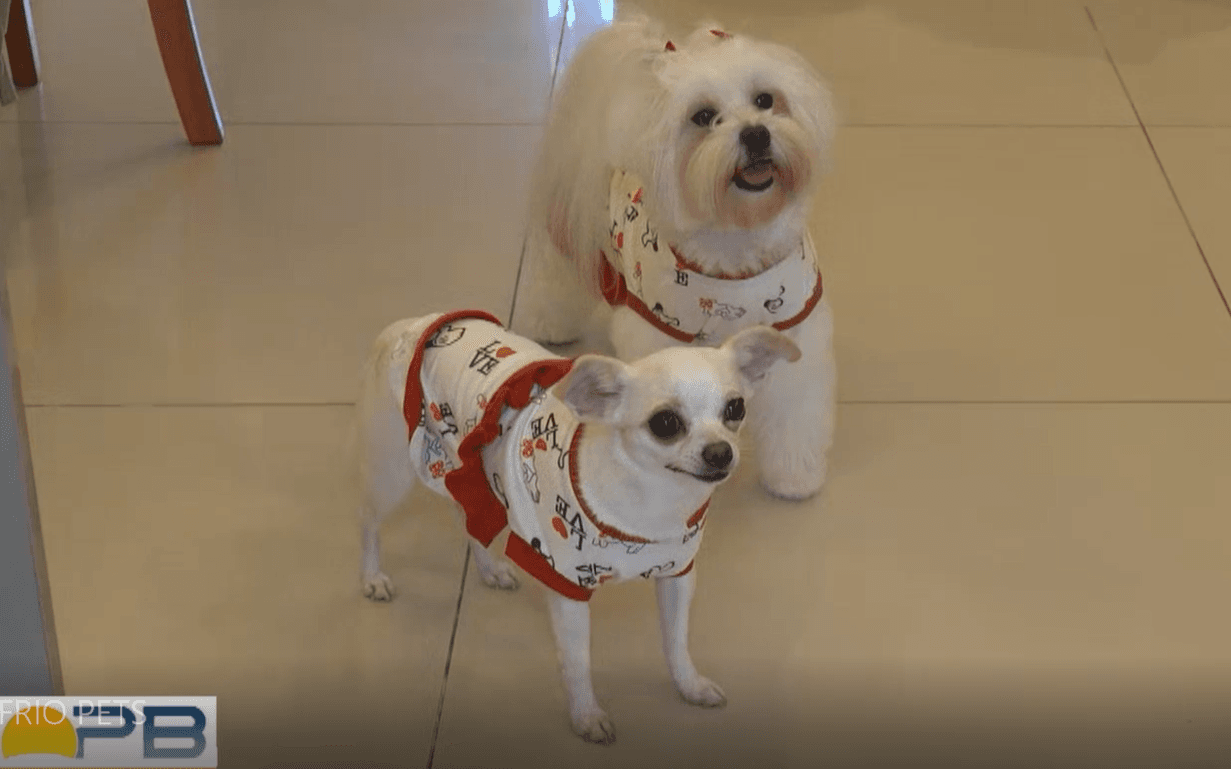 Inverno traz alerta de cuidado com pets