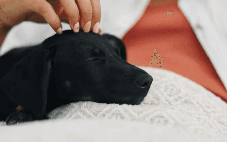Entenda benefícios da relação de humanos com pets