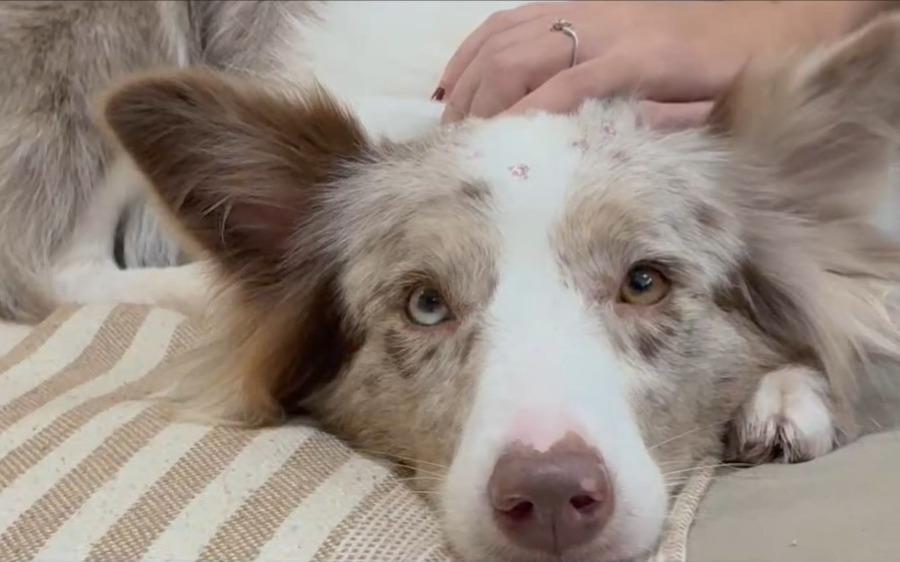 Personalidade de pets pode ser reflexo do comportamento de tutores