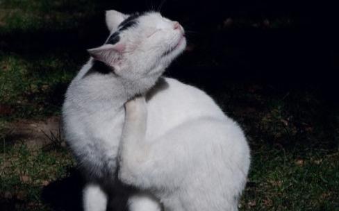 Coceira, manchas e queda de pêlo podem ser sinais de alerta na saúde dos pets, entenda;