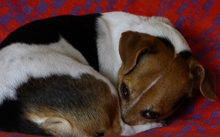 Pets e mudanças na rotina: cuidados com animais idosos