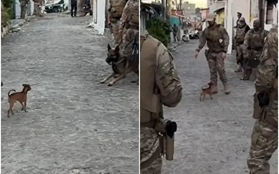 Cachorro de pequeno porte confronta polícia durante abordagem em João Pessoa e vira meme