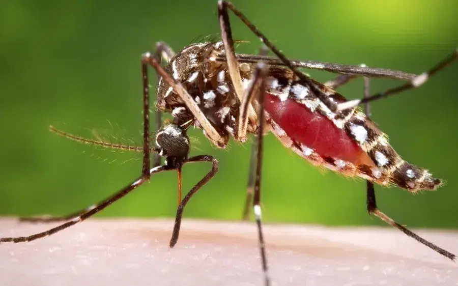 Paraíba registra aumento de mais de 16% nos casos de dengue até outubro e 14 mortes, segundo SES